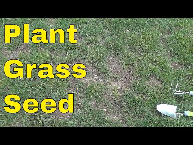 How To Plant Grass Seed-FULL Tutorial