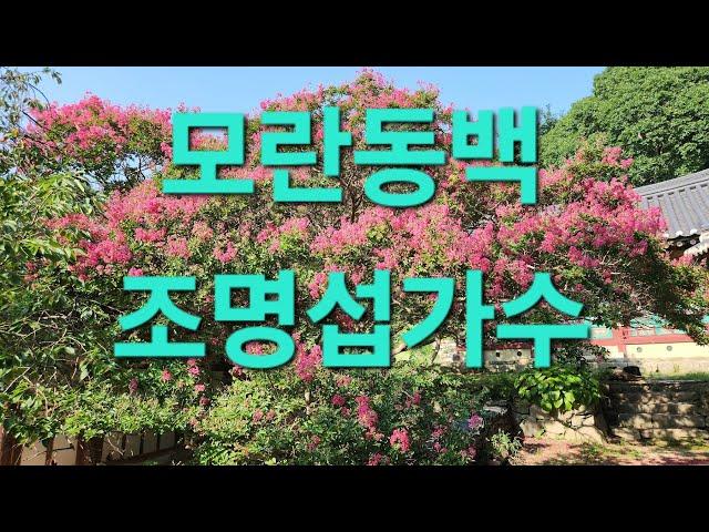 #힐링타임(개심사 배롱나무) #모란동백  #조명섭