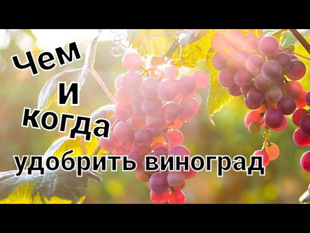 Когда и чем удобрять виноград??? Схема подкормок винограда!!