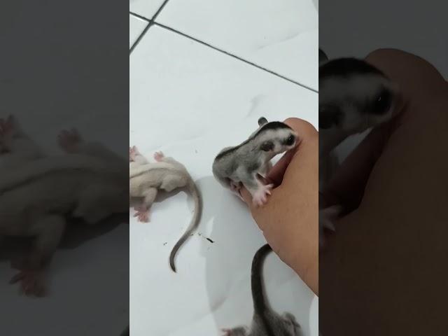 Baby Sugar Gliders #smallpet #sugarglider #sugargliderjoey #sugargliderpet