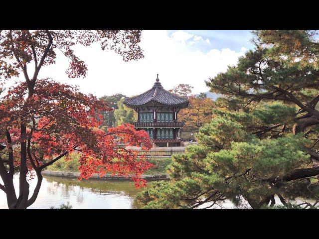 서울 단풍명소 경복궁 경회루와 향원정(고궁의 가을)(4K)(2024.11.03)|Gyeongbokgung Palace in Korea|Life in Korea Vlog 