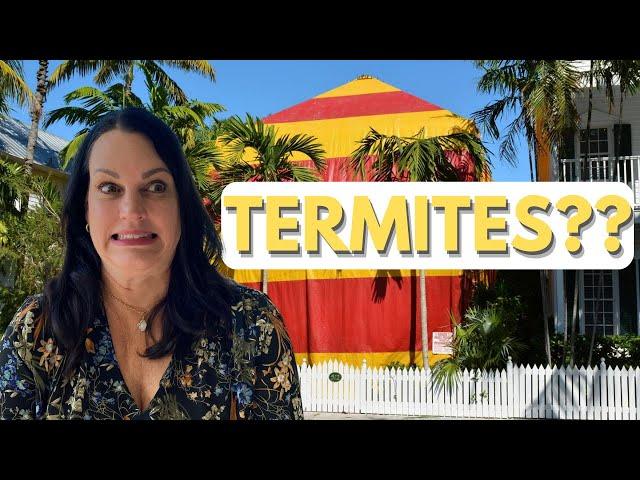 Should you get a Termite Inspection in San Clemente, CA