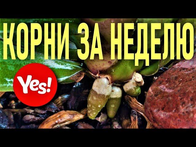 ВЫМАНИТЬ КОРНИ У ОРХИДЕИ ЗА НЕДЕЛЮ!  ВСЕГО ОДНА ОБРАБОТКА! ЭФФЕКТ ОШЕЛОМЛЯЕТ! АЛОЭ ДЛЯ ОРХИДЕЙ 100%!