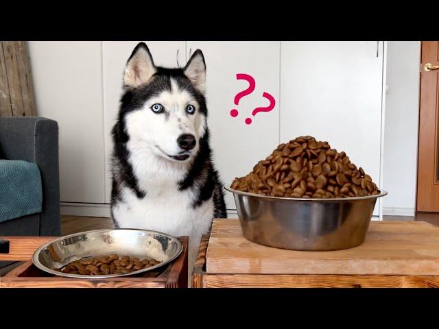 A Large Or Small Bowl of Food? Dogs Alone With a Giant Bowl of Food