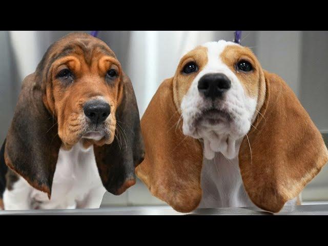 CAUTION: The Most Chonky Wrinkly Adorable Puppies You'll Ever See | Basset Hound Puppies