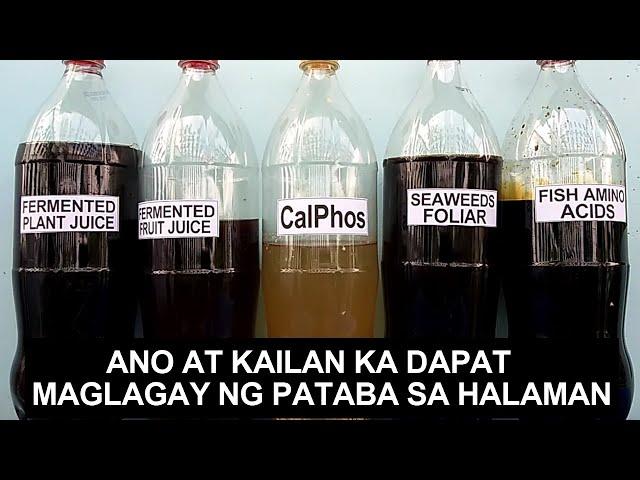 Ano At Kailan Ka Dapat Maglagay Ng Pataba Sa Halaman