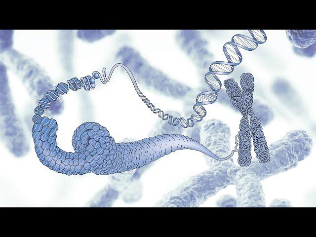 Virtual Museum Tour - Our Genome