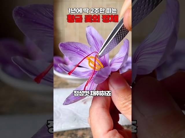 1년에 딱 2주만 피는 ‘황금 꽃’의 정체 #shorts