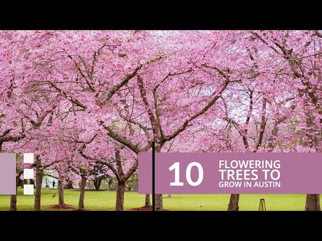 10 Flowering trees to grow in Austin, Texas