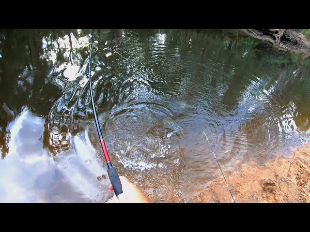 Murray cod fishing with cheese and worms feat. Brett Corker