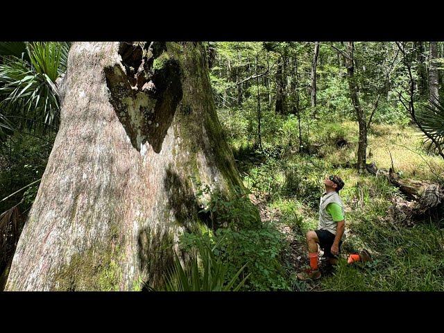 Ghost Towns and Cypress Trees (Goethe State Forest)