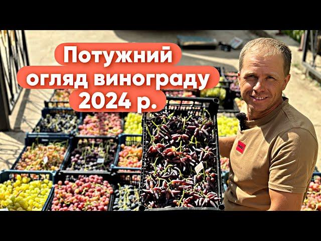 Огляд колекції винограду, новинки та перевірені форми на  24 липня 2024 р.