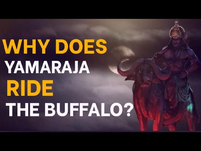 Why does Yamaraja Ride the Buffalo? | Gyankbc