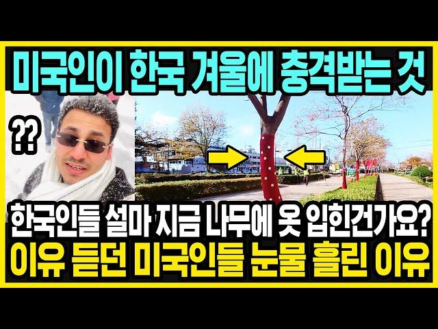 한국에 처음 간 미국인들이 충격받는 것 | 한국은 나무에도 옷을 입혀 | 한국의 겨울이 부러운 외국인들 | 해외반응