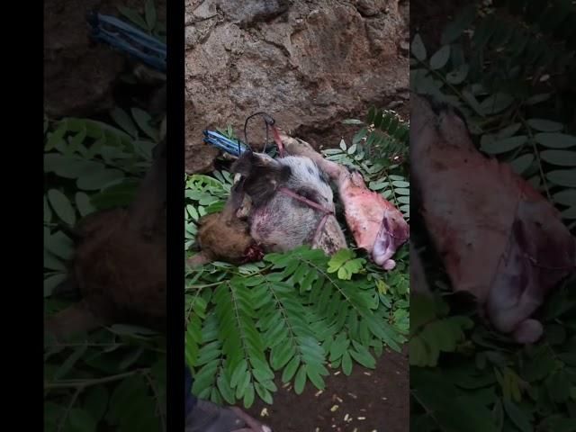 Ritual Adat Koke Bale Warga Mokantarak Flores Timur