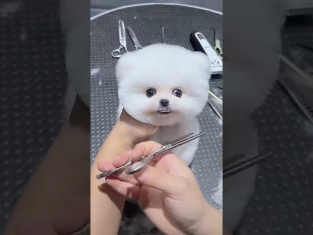 Mini Pomeranian Dog - Funny And Cute  Pomeranian Videos | Funny Puppy Videos #7