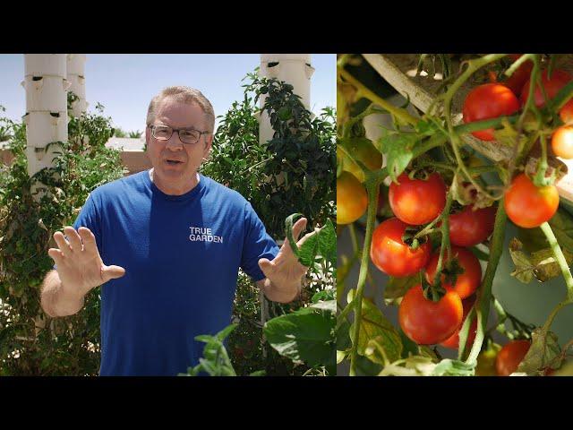 Can you grow tomatoes, peppers and other fruiting crops in a Tower Garden? | True Garden