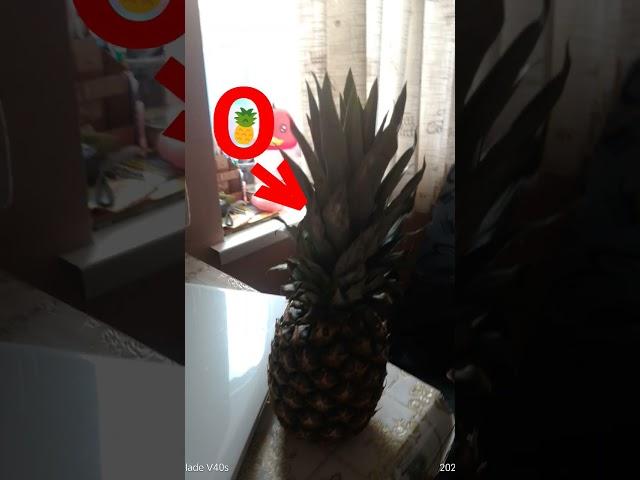 #пмгф #ананас #ананасик