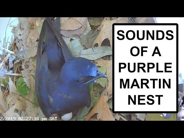 Life in a Purple Martin nest: Ambient Soundscape