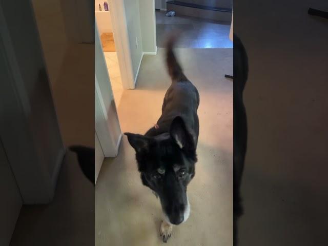 #servicedog #training#helperdog