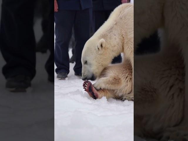 A Mother’s Love: Polar Bear's Tale of Survival