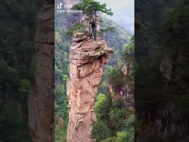 절벽위의 소나무