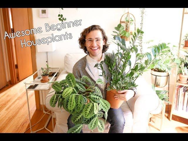 Awesome Beginner Houseplants - 5 Options for New Plant Parents #HotForHoya