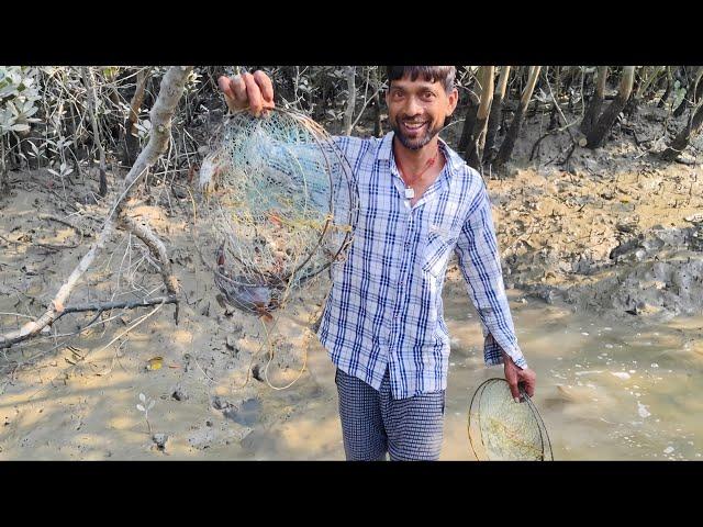 আজ সুন্দরবনের গভীর জঙ্গল থেকে প্রচুর পরিমাণে কাঁকড়া ধরলাম।@naturalsundarban