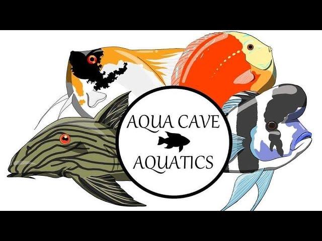 Morgan hamblin special guest | Aqua cave aquatics