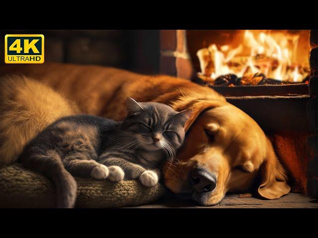 The Purring Cat and a Crackling Fireplace for Relax 4K  Purr Sounds for Deep Sleep and NO Insomnia