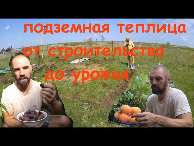 Подземная теплица От строительства до фруктовAn underground greenhouse. From construction to fruits.