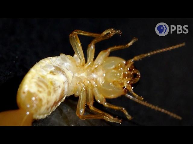 5 of the Grossest House Pests We’ve Ever Filmed | Deep Look
