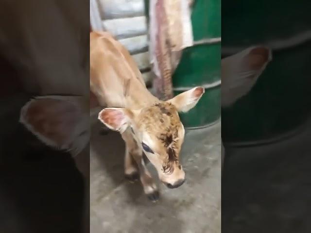 Кто у нас родился!? Телочка или бычок
