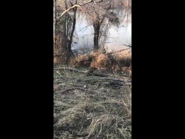 Viewer-Submitted Video of Hewitt Drive Beaver