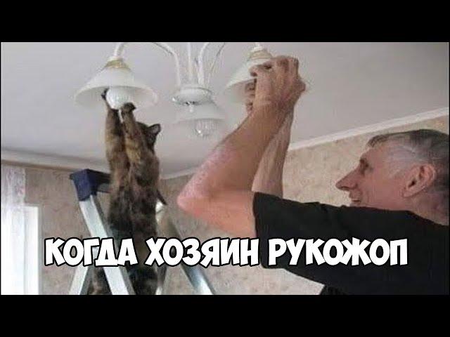 БЕЗ КОТА И ЖИЗНЬ НЕ ТА!СМЕШНЫЕ ЖИВОТНЫЕ