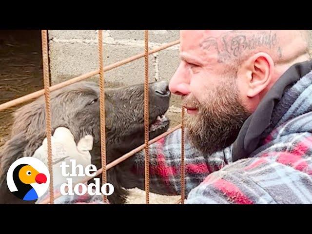 Guy Rescues Hundreds Of Dogs From City Shelters | The Dodo