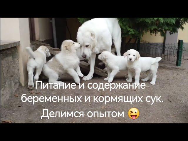 Питание и содержание беременных и кормящих сук. Делимся опытом.