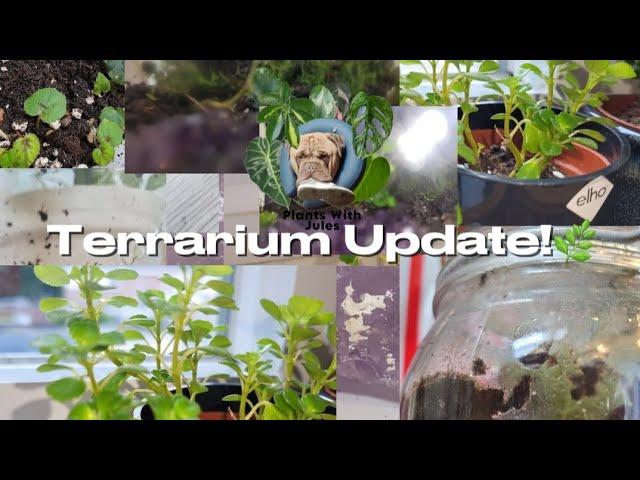 Terrarium update⌛️+ Adding moss️ | Plants With Jules