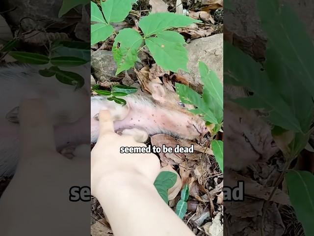 Little Hero ‍🩹 Saves 'Dying' Baby Hoglet!"​​ #animals #rescue #pig  #shorts #lovestory