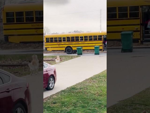 Golden Brings His Sister To The School Bus Every Day | The Dodo