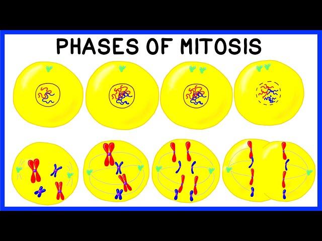 Phases of Mitosis and Cell Division