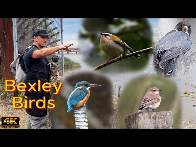 Bexley Birds Week Roundup. It Was A Good One. Canon R7 & RF 200-800mm lens. 4K.