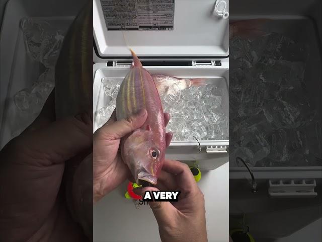 This Bait Tricks Every Fish!  (Credit: kanama_bait)