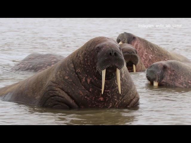 Моржи на Ямале 2019 - walruses on the Yamal Peninsula