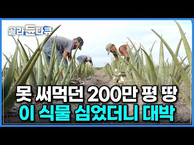 죽음의 땅이라 불리던 곳, 얘 하나만큼은 일 년 내내 잘 자란다｜서양의 인삼이라 불리는 식물｜멕시코 알로에 농장 수확부터 가공까지｜극한직업｜#골라듄다큐