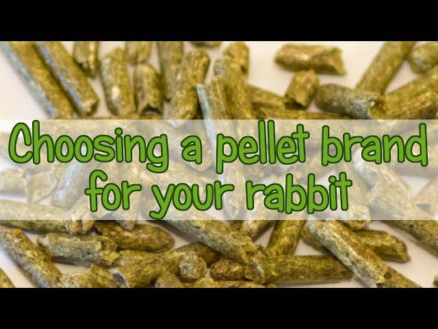 Choosing the Best Rabbit Pellet Brand