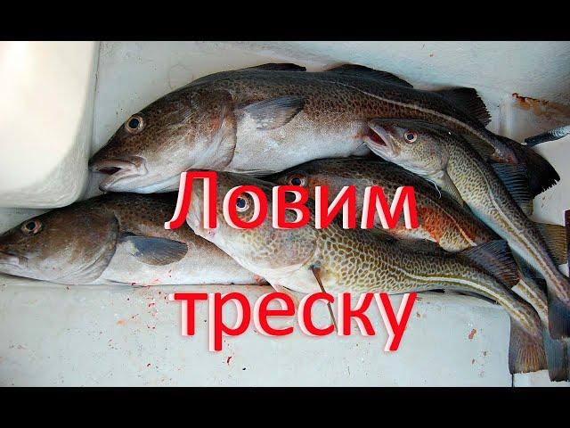 Ловля трески в Балтийском море