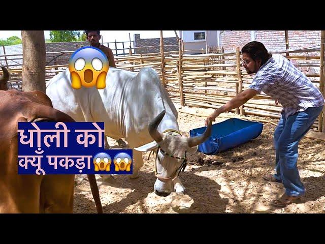 धोली को क्यूँ पकड़ रहे है?#baawalechorevlogs  #cowvlog #baawalechorecows #dailyvlog