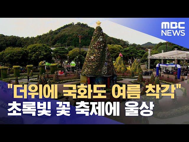 "더위에 국화도 여름인 줄" 초록빛 국향대전에 울상 (2024.10.27/뉴스데스크/목포MBC)