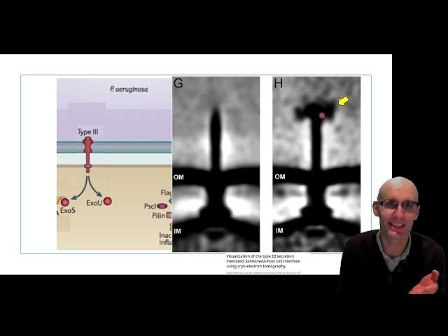 What are virulence factors of Bacteria?